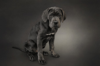 Картинка животные собаки пес