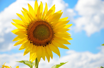 Картинка цветы подсолнухи подсолнух лето цветок небо