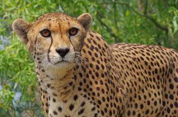 Картинка животные гепарды гепард