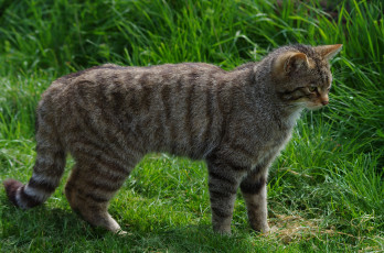 Картинка животные коты киса