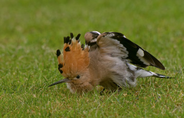 Картинка животные удоды удод