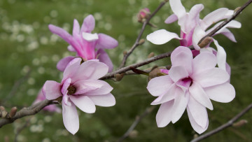 Картинка цветы магнолии ветка