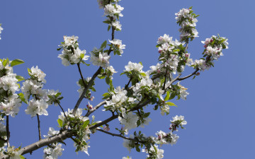 Картинка цветы цветущие+деревья+ +кустарники ветка