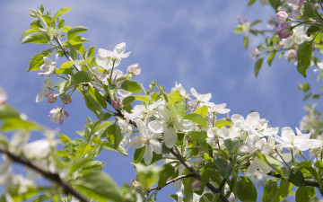 Картинка цветы цветущие+деревья+ +кустарники ветка