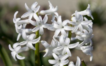 Картинка цветы гиацинты лепестки