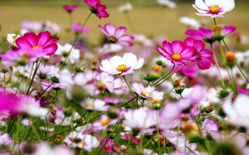 Картинка цветы космея разноцветный