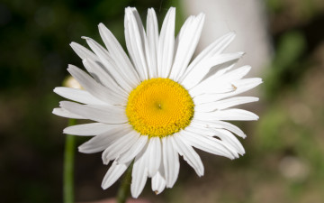 Картинка цветы ромашки лепестки