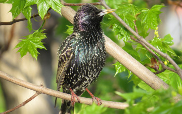 Картинка животные птицы ветки скворец