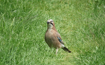 Картинка животные сойки сойка птица трава