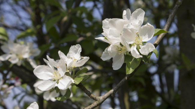 Обои картинки фото цветы, цветущие деревья ,  кустарники, ветка
