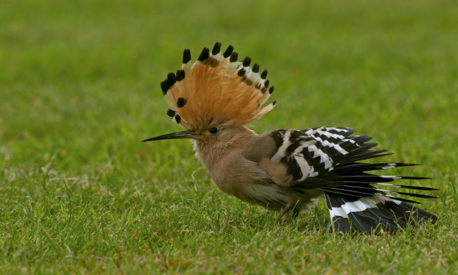 Обои картинки фото животные, удоды, удод