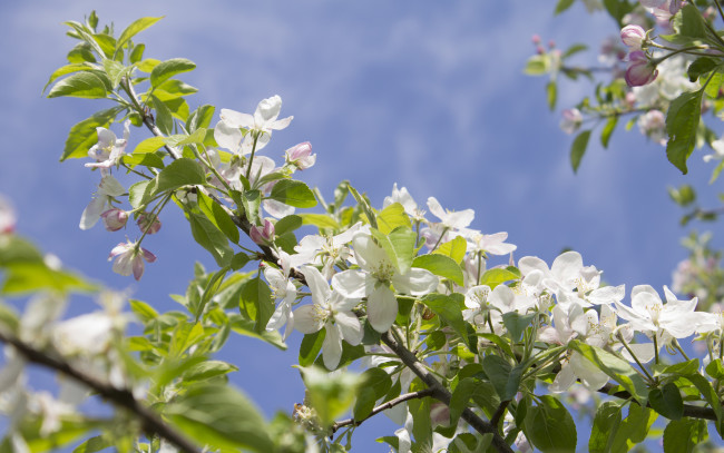 Обои картинки фото цветы, цветущие деревья ,  кустарники, ветка