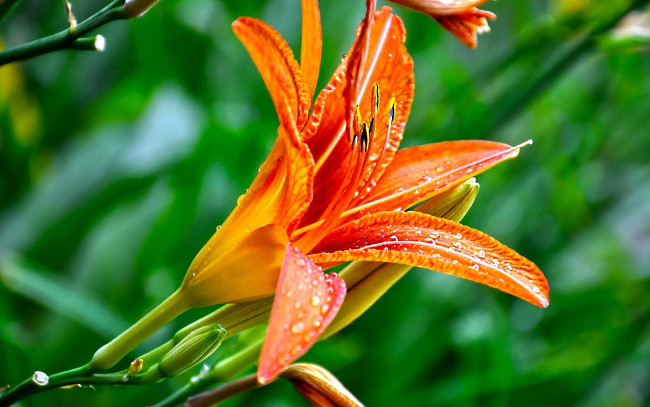 Обои картинки фото цветы, лилии,  лилейники, макро