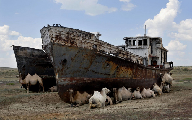 Обои картинки фото корабли, другое, camels