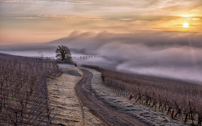 Обои картинки фото природа, дороги, alsace, vignes, brouillard, brume, rеgion, france