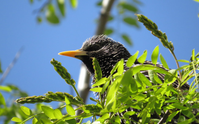 Обои картинки фото животные, птицы, скворец, ветки