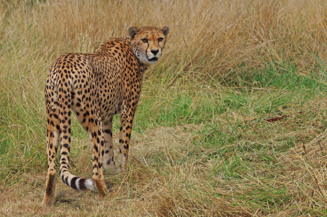 Обои картинки фото животные, гепарды, гепард