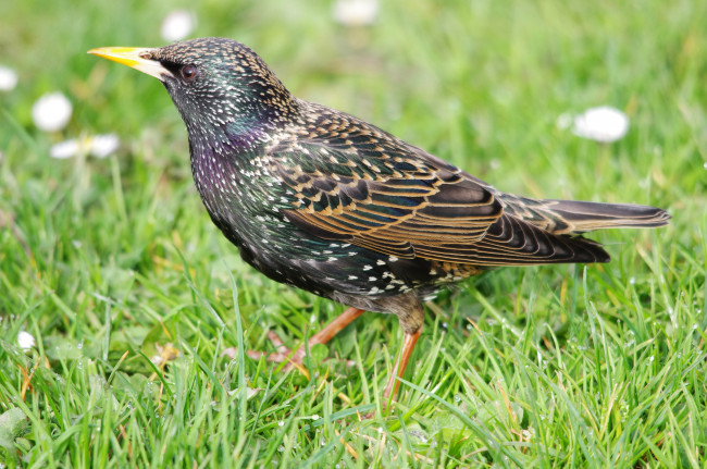 Обои картинки фото животные, птицы, скворец