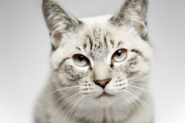 Обои картинки фото животные, коты, глаза, взгляд, морда, кошка