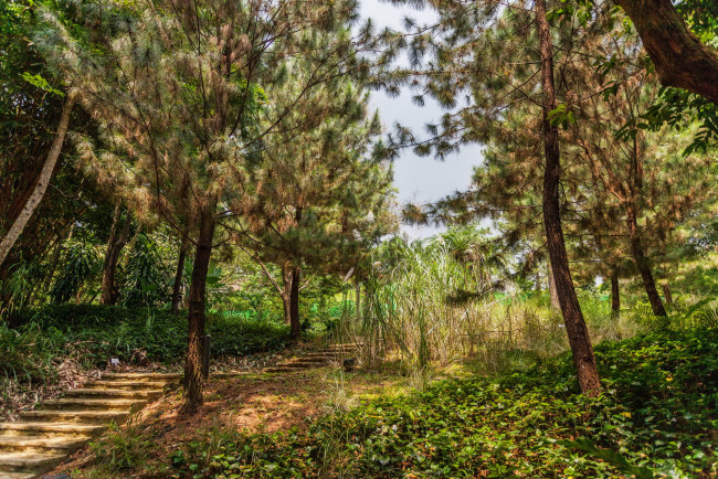 Обои картинки фото ботанический сад сингапур, природа, парк, ступеньки, деревья, сингапур, сад