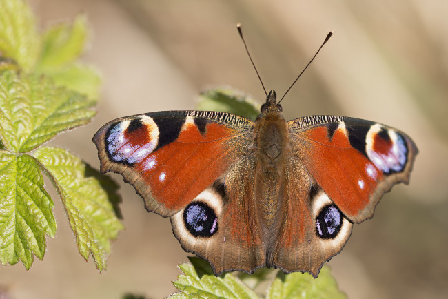 Обои картинки фото животные, бабочки,  мотыльки,  моли, бабочка