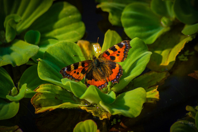 Обои картинки фото животные, бабочки,  мотыльки,  моли, бабочка