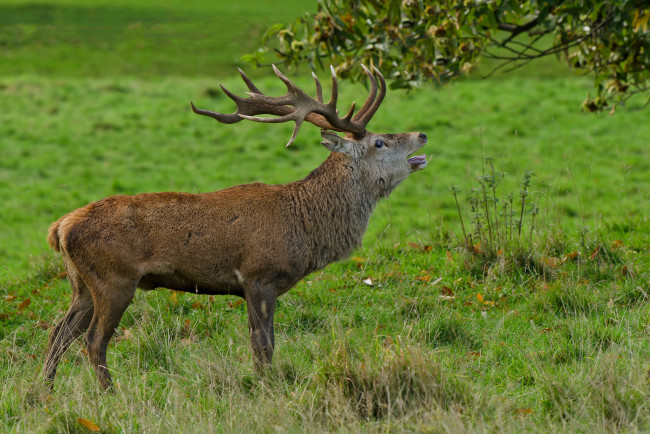 Обои картинки фото животные, олени, рога, олень