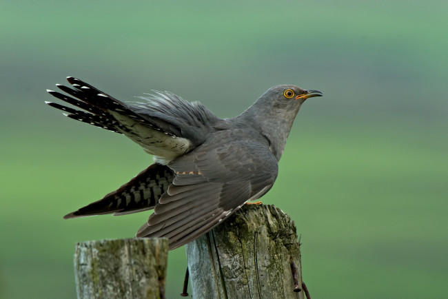 Обои картинки фото животные, птицы, кукушка