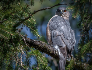 Картинка животные птицы+-+хищники ястреб Ястреб купера птица ветки