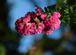 Картинка цветы розы ветка шиповник макро цветки