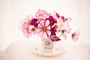 Картинка цветы космея букетик блюдце чашка космос