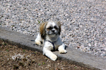 Картинка животные собаки chihuahua