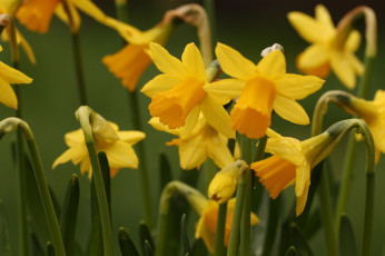 Картинка цветы нарциссы жёлтые природа