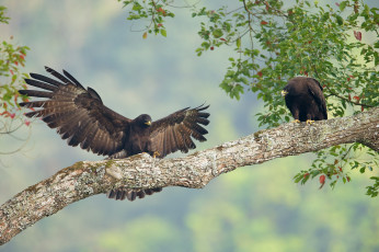Картинка животные птицы+-+хищники ястреб крылья птица