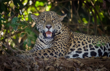 Картинка животные Ягуары ягуар