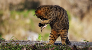 Картинка животные коты кот рыбка кошка