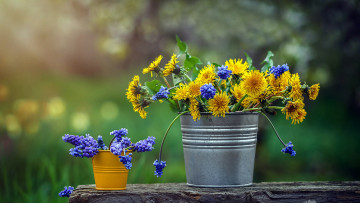 Картинка цветы разные+вместе одуванчики мускари