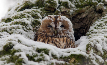 Картинка животные совы дупло снег сова серая неясыть