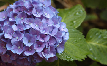 Картинка цветы гортензия капли