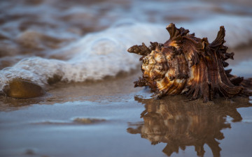 Картинка разное ракушки +кораллы +декоративные+и+spa-камни море вода ракушка отражение