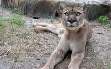 Картинка животные пумы хищник зверь пума
