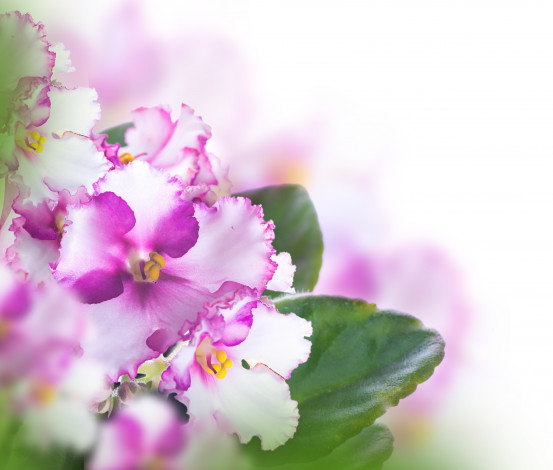 Обои картинки фото цветы, анютины глазки , садовые фиалки, фиолетовые, листья