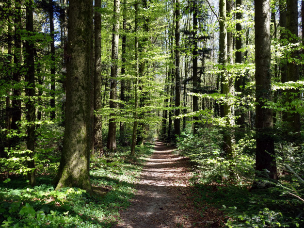 Обои картинки фото природа, лес, тропинка, трава, деревья