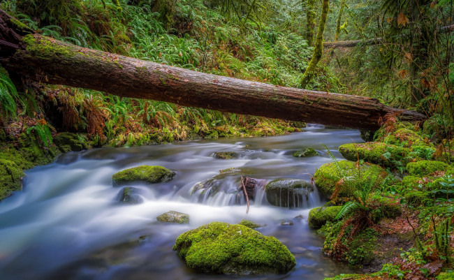 Обои картинки фото природа, реки, озера, лес, ручей, канада, мох, деревья, зелень