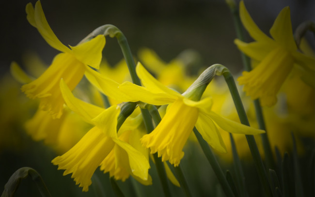 Обои картинки фото цветы, нарциссы, жёлтые, лепестки