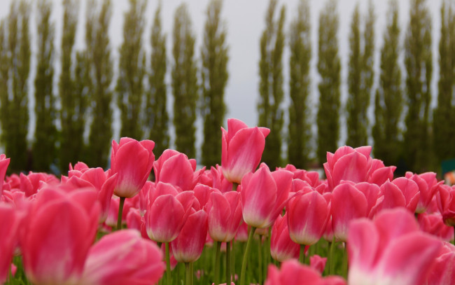 Обои картинки фото цветы, тюльпаны, небо