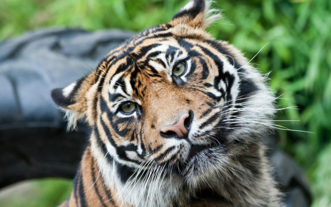 Обои картинки фото животные, тигры, голова, уши, тигр