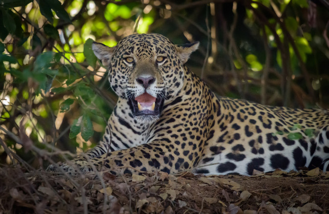 Обои картинки фото животные, Ягуары, ягуар