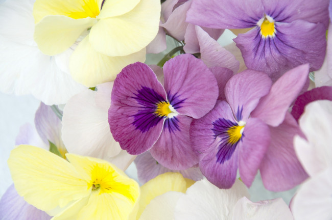 Обои картинки фото цветы, анютины глазки , садовые фиалки, анютины, глазки, лепестки, макро, фиалка, виттрока