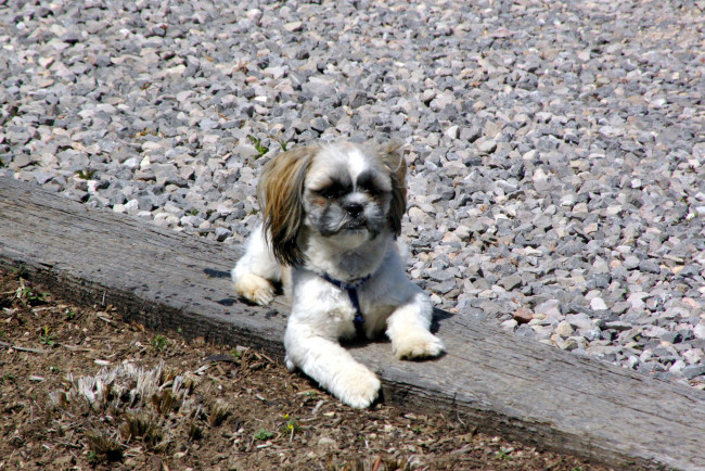 Обои картинки фото животные, собаки, chihuahua